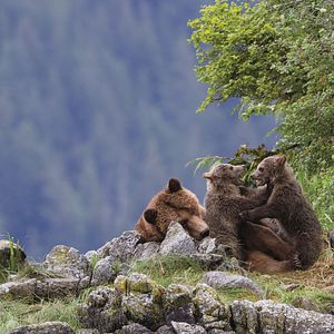 Photo Grizzly