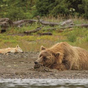 Photo Grizzly