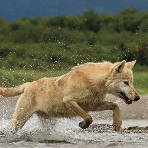 Photo Grizzly