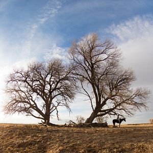 Photo The Homesman