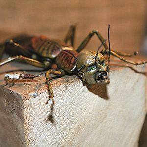 Photo Drôle de grenier !