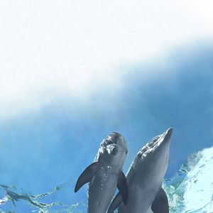 Photo L'Incroyable Histoire de Winter le dauphin 2