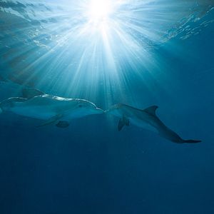 Photo L'Incroyable Histoire de Winter le dauphin 2