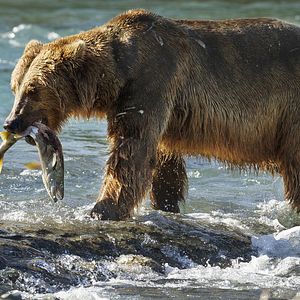 Photo Grizzly