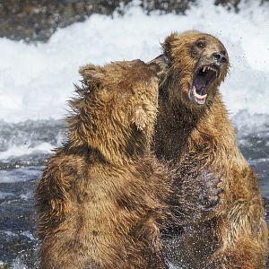 Photo Grizzly