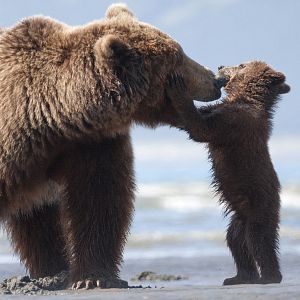 Photo Grizzly