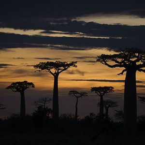 Photo Madagascar, l'île des Lémuriens