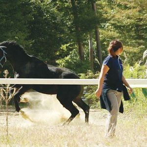 Photo The Horses of Fukushima