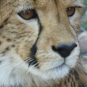 Photo African Safari 3D