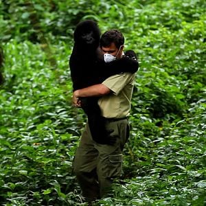 Virunga : Photo