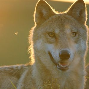 Photo Le Dernier Loup