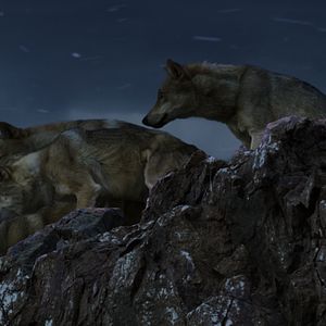 Photo Le Dernier Loup