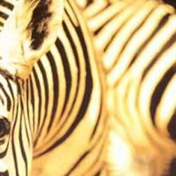 Photo Un animal, des animaux