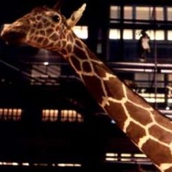 Photo Un animal, des animaux