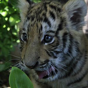 Photo Luna le bébé tigre