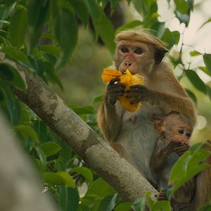 Photo Au Royaume des Singes