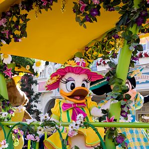 Photo Daisy