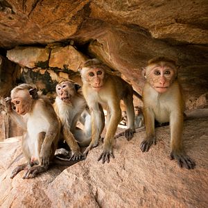 Photo Au Royaume des Singes
