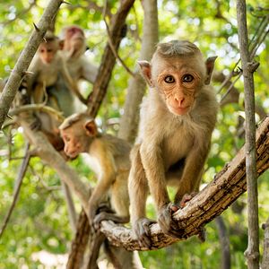 Photo Au Royaume des Singes