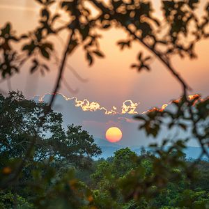 Photo Au Royaume des Singes