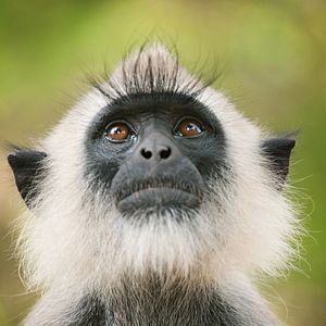 Photo Au Royaume des Singes