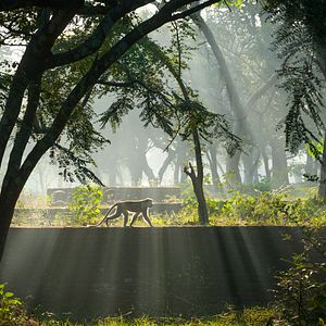 Photo Au Royaume des Singes