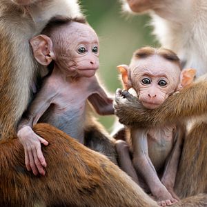 Photo Au Royaume des Singes