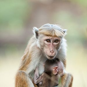 Photo Au Royaume des Singes