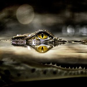 Photo Jurassic Predator