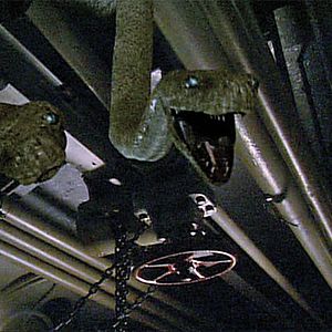 Photo Des serpents à bord