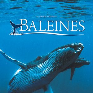 Photo Baleines