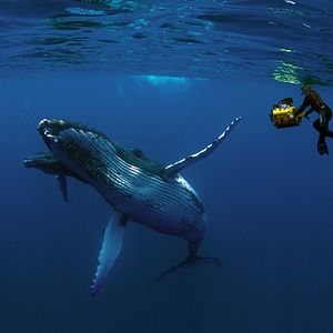 Photo Baleines