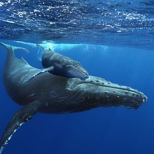 Photo Baleines