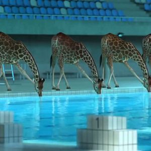 Photo Les Animaux Farfelus
