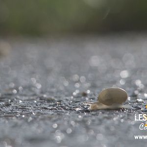 Photo Les Chemins de Compostelle