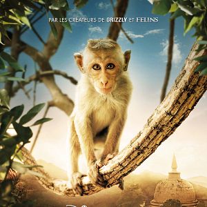 Photo Au Royaume des Singes