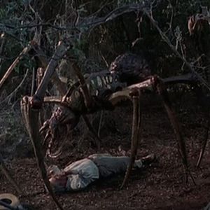 Photo Arachnid