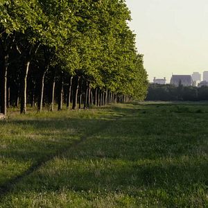 Photo Le Bois dont les rêves sont faits