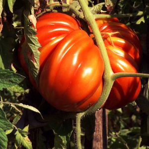 Photo Le Potager de mon grand-père
