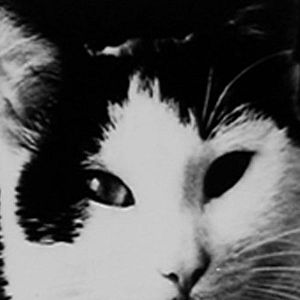 Photo Le Chat