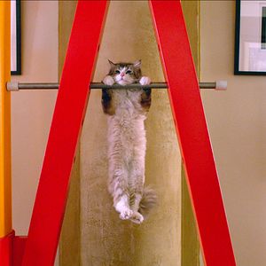 Photo Ma vie de chat