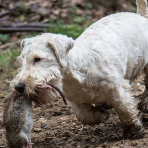 Photo Rats
