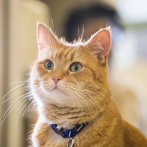 Photo Un chat pour la vie