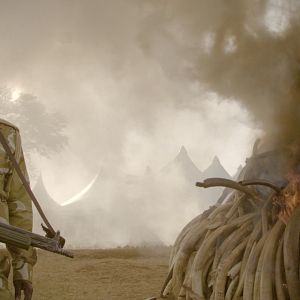 Photo The Ivory Game