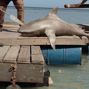 Photo Planet of the Sharks