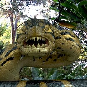Photo Piraconda