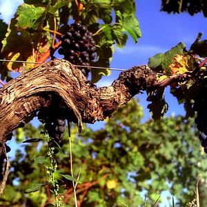 Photo Vino Veritas