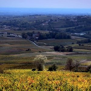 Photo Vino Veritas