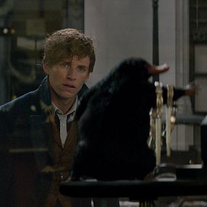 Photo Les Animaux fantastiques