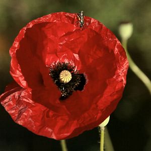 Photo L'éveil de la permaculture